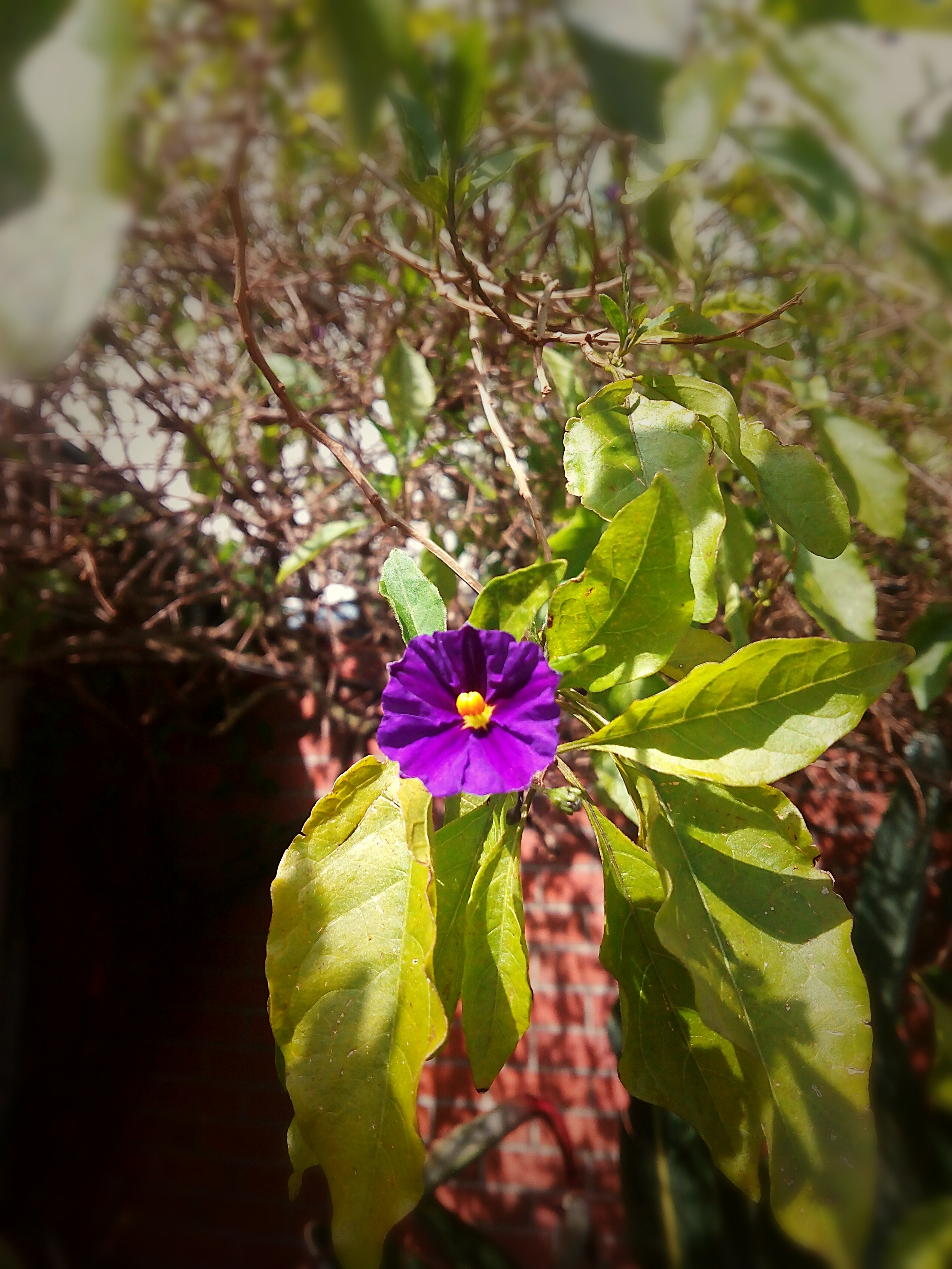 purple flowers